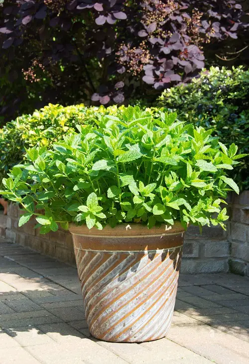 Best Plants to Keep Lizards Away from Home
