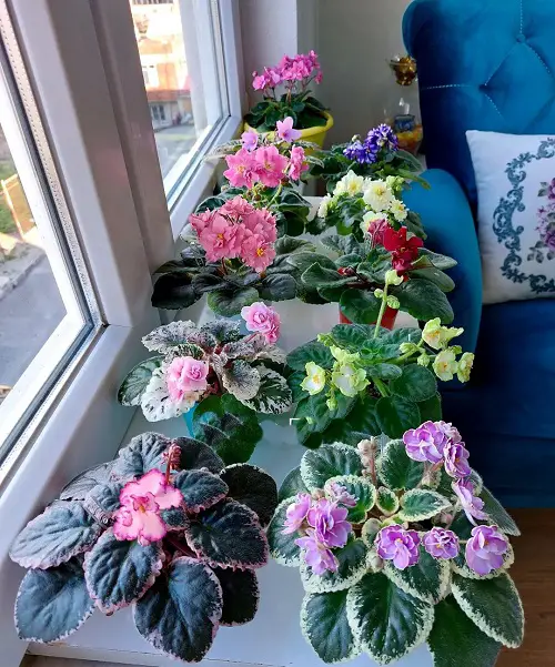Fertilize Right  African Violets to Bloom 3