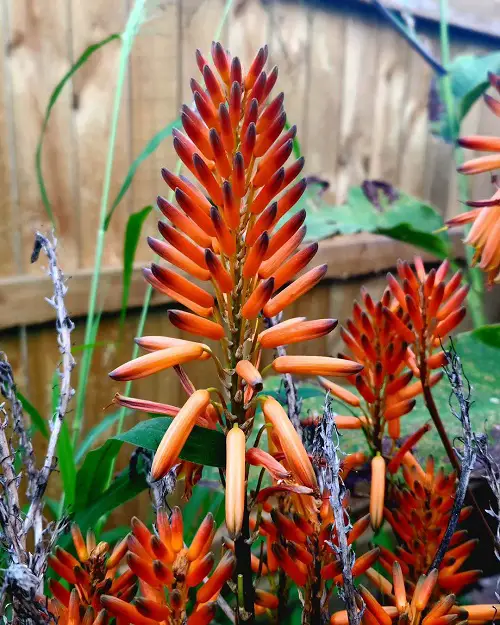 Pro Tips on How to Get Aloe Vera To Flower