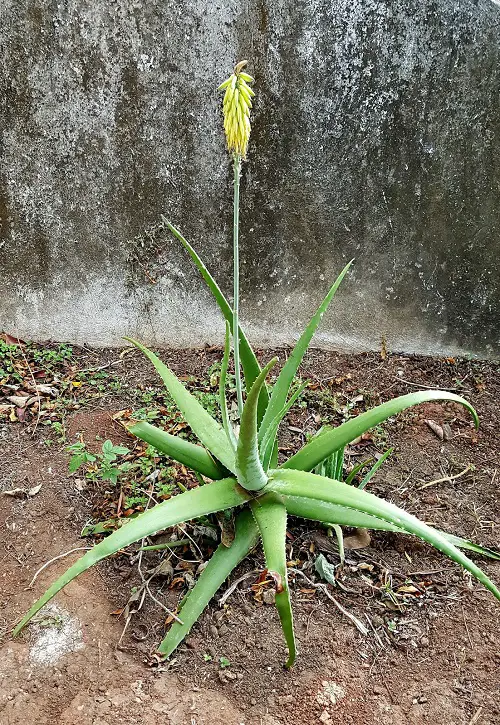 How to Get Aloe Vera to Flower