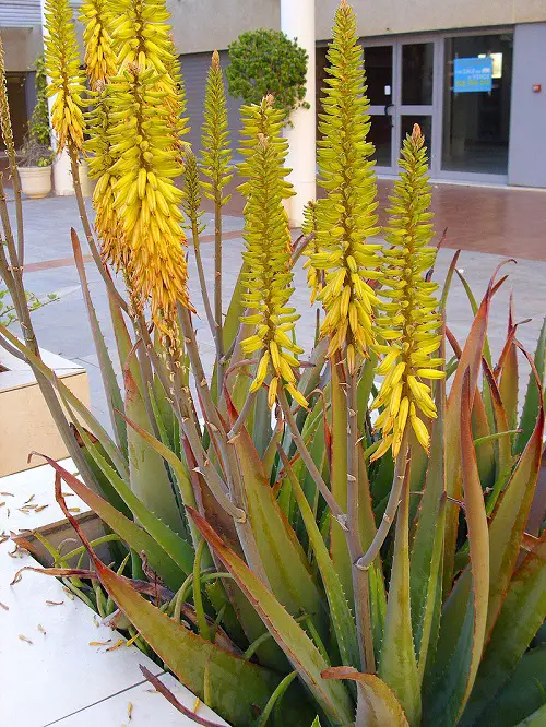 What Do the Blooms of An Aloe Vera Look Like