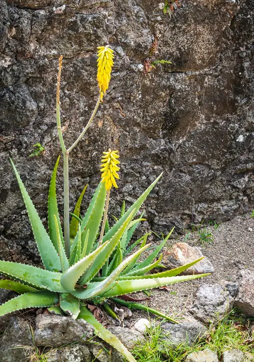 How Long Does An Aloe Vera Flower Last