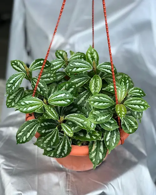The Best Plants to Hang Pileas