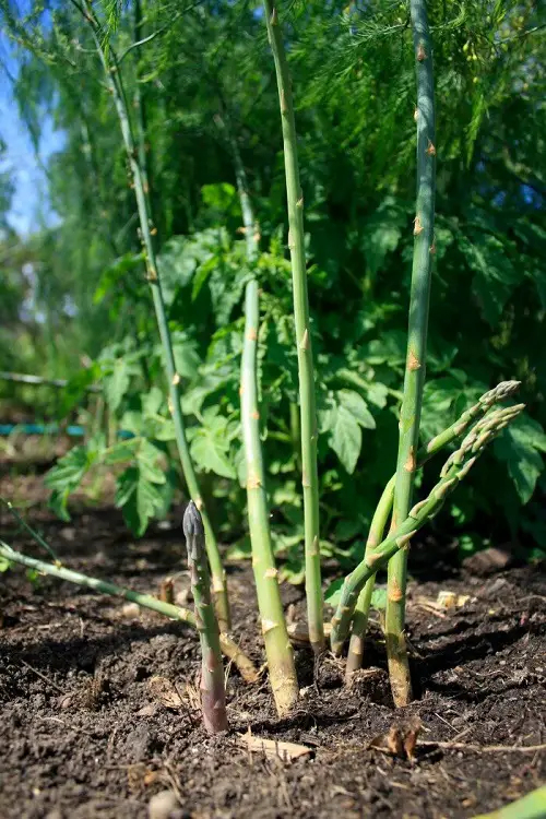 Asparagus  vegetative Growth Stages