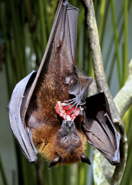 top Most Awful Birds on Earth