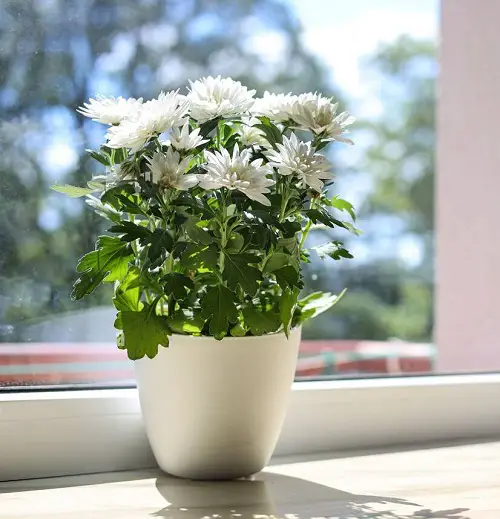 Amazing South Window Facing Flowers