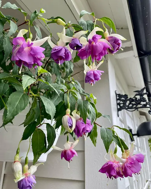 These Crazy Fuchsia Variety Colors will Make You Plant Them Instantly