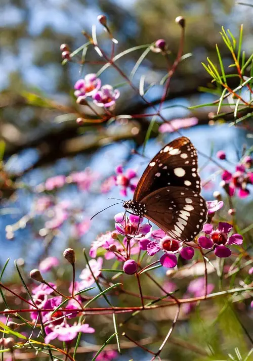 Do Butterflies Drink Blood