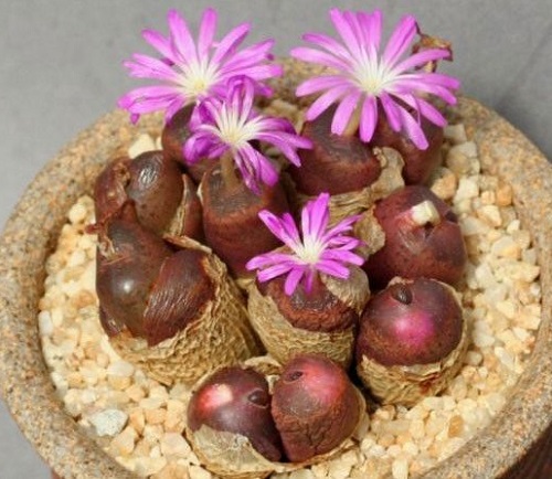  Types of Conophytum Varieties