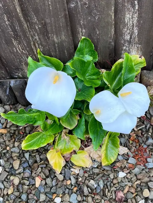 Why Are My Calla Lily Leaves Turning Yellow