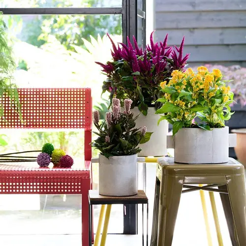 Best Celosia Companion Plants