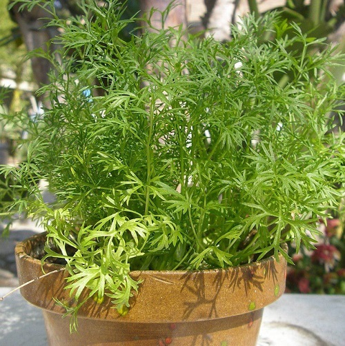 Different Types of Cilantro and Coriander 1