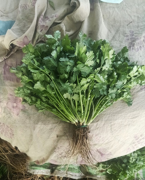 top Different Types of Cilantro and Coriander