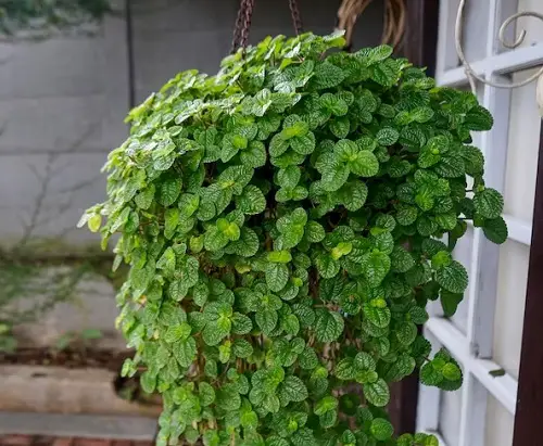 Best Hanging Pilea Plants