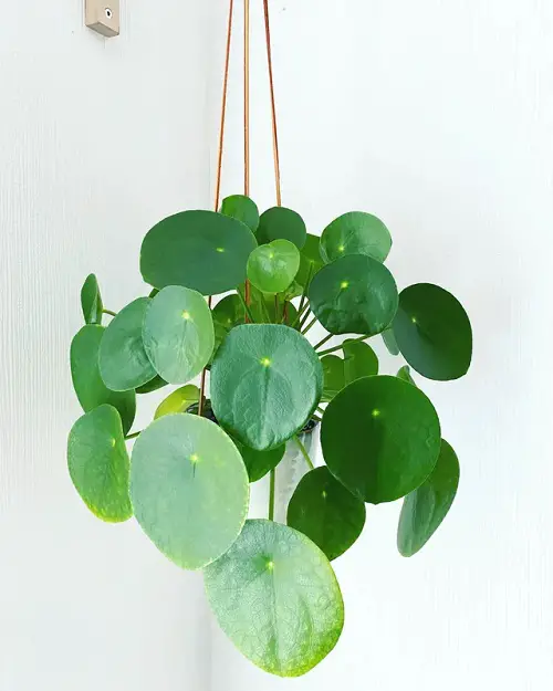 beautiful Best Hanging Pilea Plants