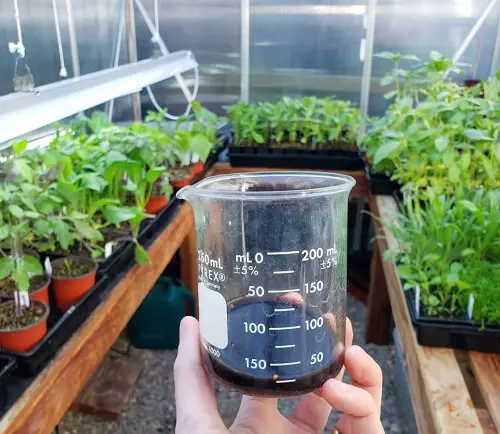 Best Snake Plant Fertilizers -  Unconventional Options