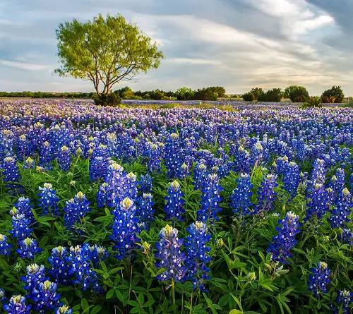 Texas State Flower 