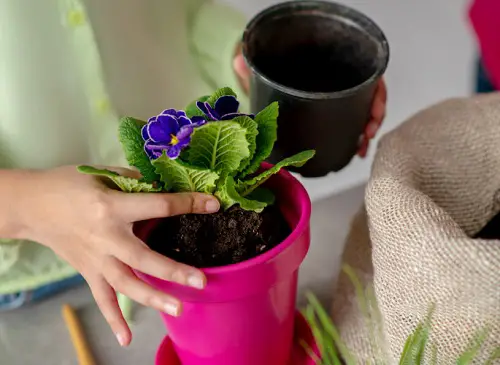 African Violets Like to be Root-Bound