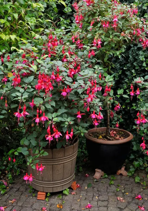 The Instantaneous Planting Inducing Colours of the Fuchsia Variety 