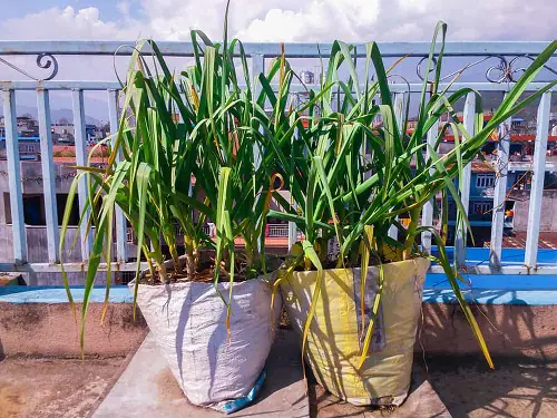 Most Productive Vegetables for a Balcony