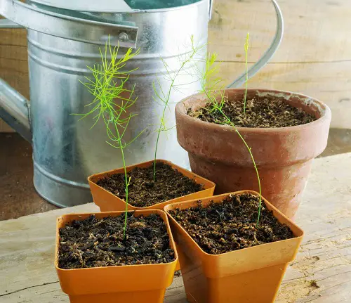 Asparagus seedling  Growth Stages 2