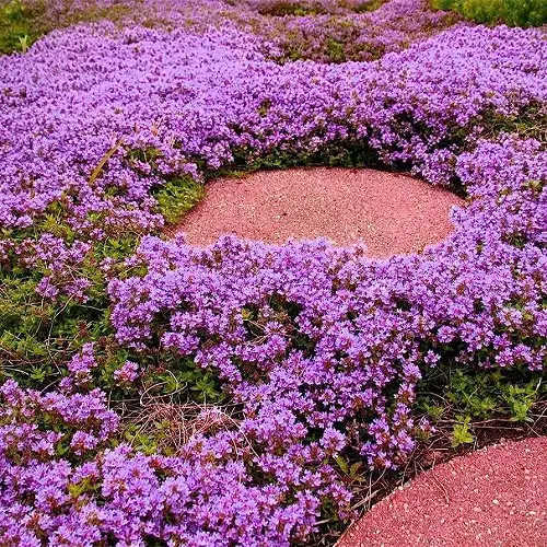Wooly Thyme Lawn in garden Ideas 3