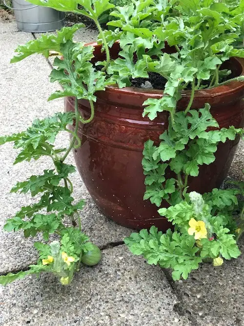 Watermelon Growing Stages 2