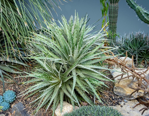 amazing Look-Alike Plants for Spider Plants