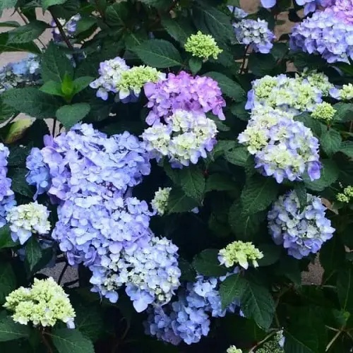 Best Varieties of Purple Hydrangeas