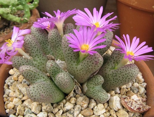 top Best Types of Conophytum Varieties