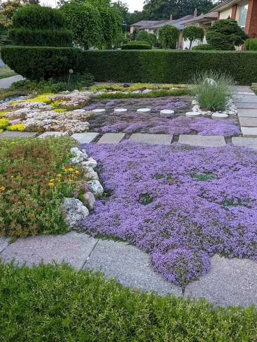 Purple Creeping Thyme Lawn Ideas 67