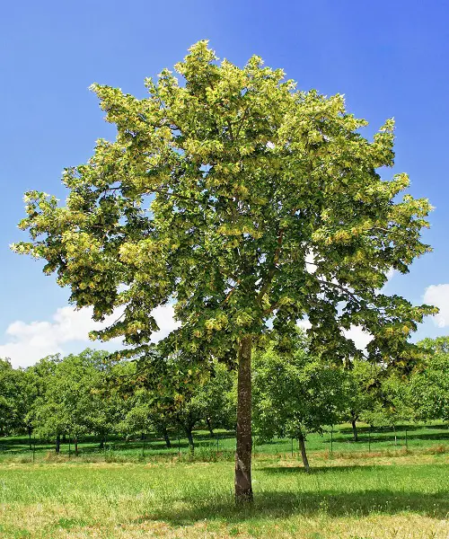 Top Fragrant Trees