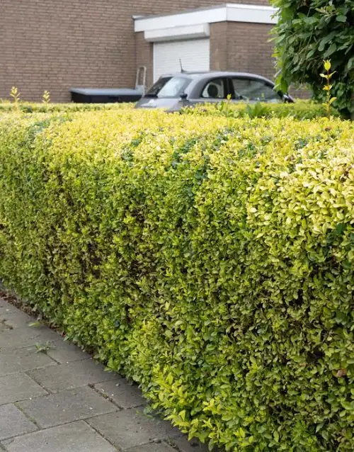 Top Colourful Hedge Plants in garden