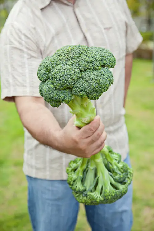  Is Broccoli Man Made