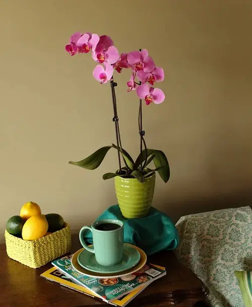Lemon Juice for Orchids Cleans Pots