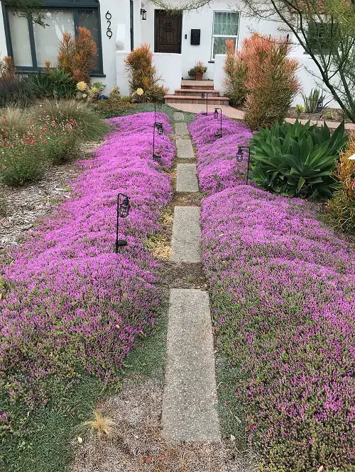 Creeping Thyme Lawn Ideas