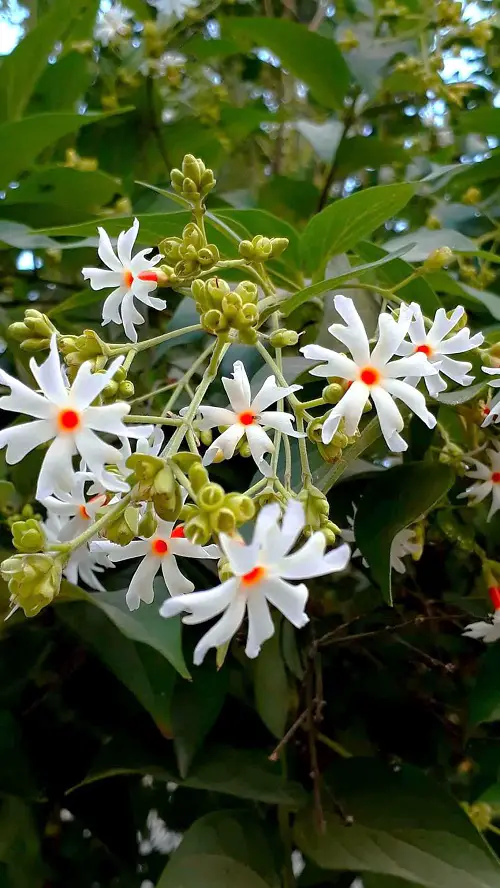 best Lovely White Fragrant Flowers