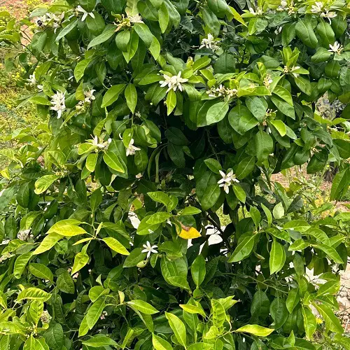 beautiful Best Fragrant Trees