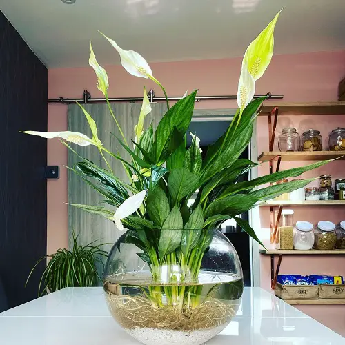 lovely Plants to Grow in Glass Bowls of Water