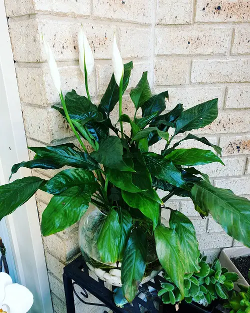 Correct Way to Fertilize a Peace Lily Plant