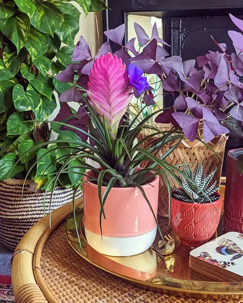 amazing Beautiful Pink Tropical Plants