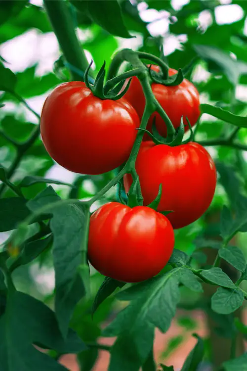 best Unknown Wonders of Man-Made Vegetables