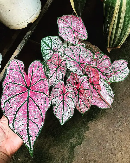 Amazing Beautiful Pink Tropical Plants