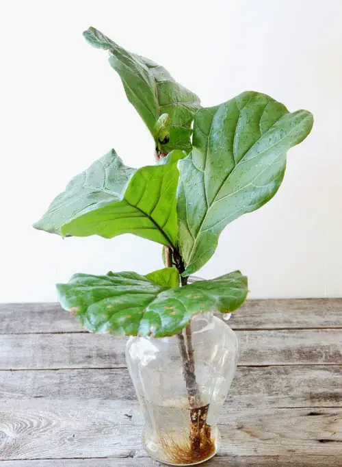 best Plants to Grow in Water