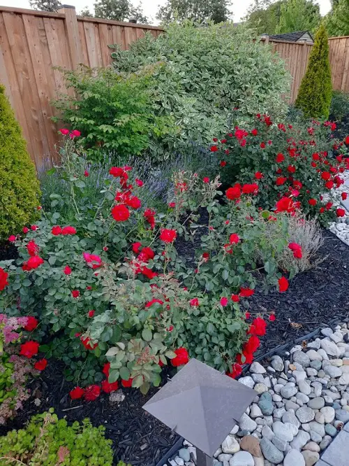Celosia Companion Plants in garden
