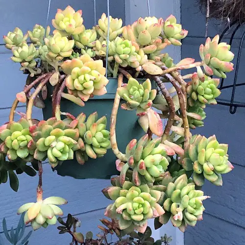 The Most powerful Perennials to Trail for Hanging Baskets 