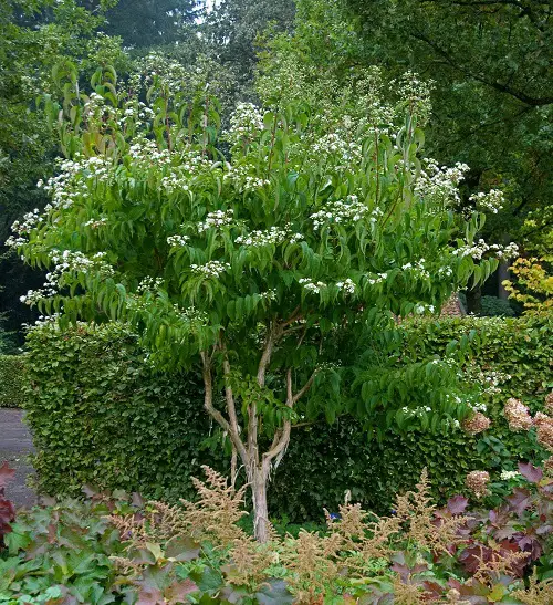 Little White Fragrant Flowers on Shrubs and Bushes