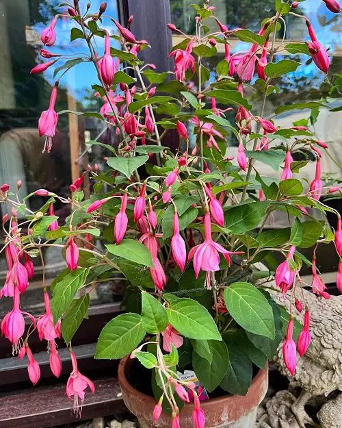 top Variety Colours in Fuchsia