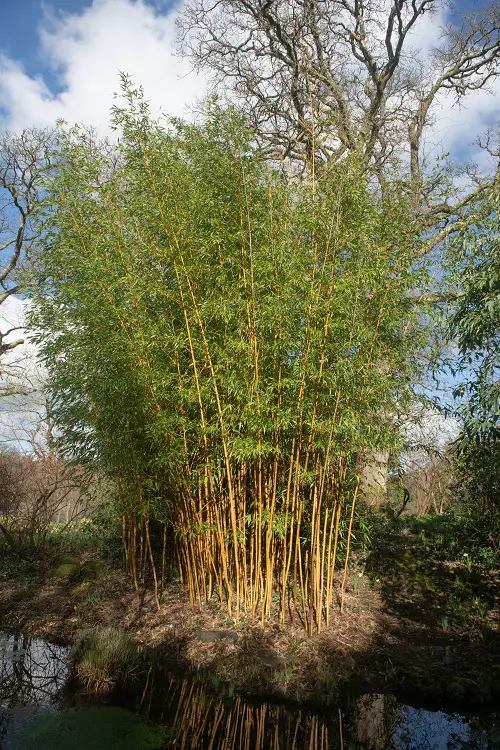 best Bamboo Plants to Grow in Gardens