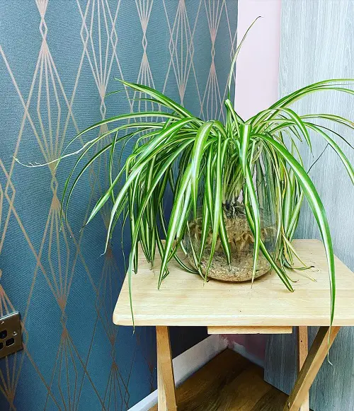 Spider Plant Benefits
